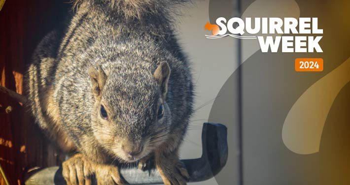 Squirrel Week 2024