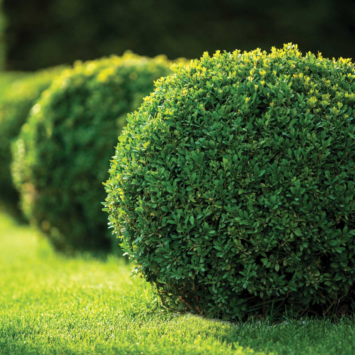 A row of newly planted boxwood shrubs.