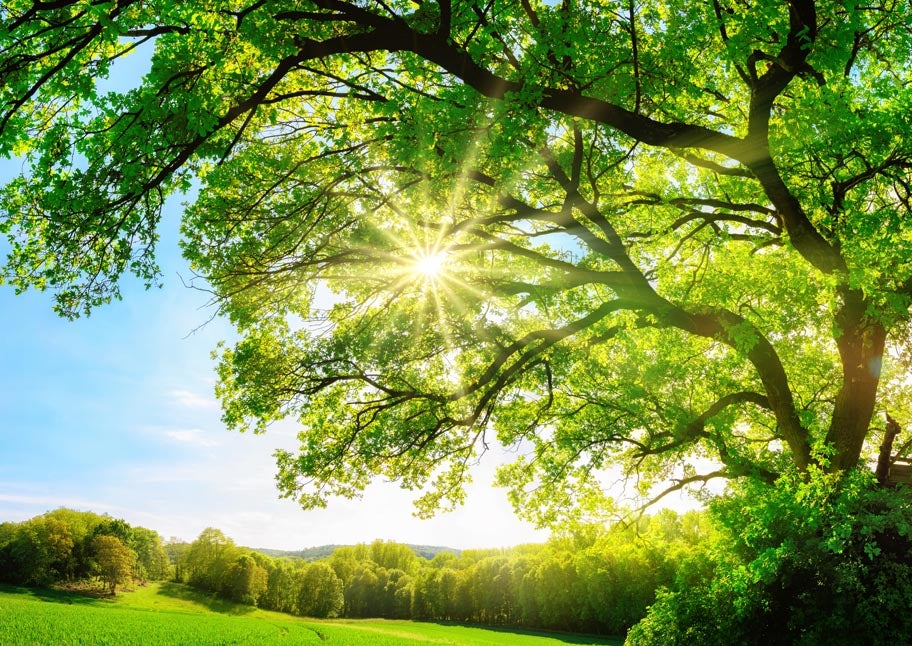 sun shining through green tree with field and trees in the background