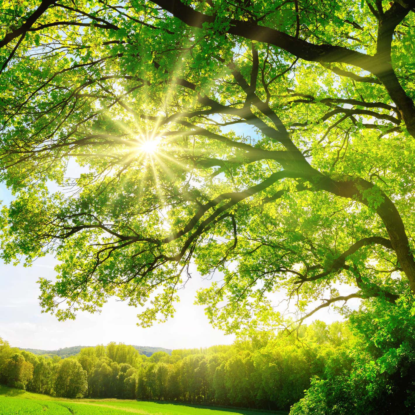 sun shining through green tree with field and trees in the background