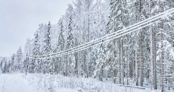 trees and wires covered in snow