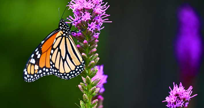 monarch butterfly on a purple flower