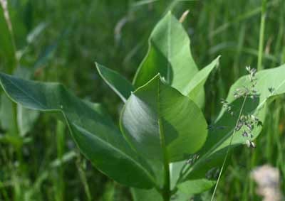 milkweed plant in a field