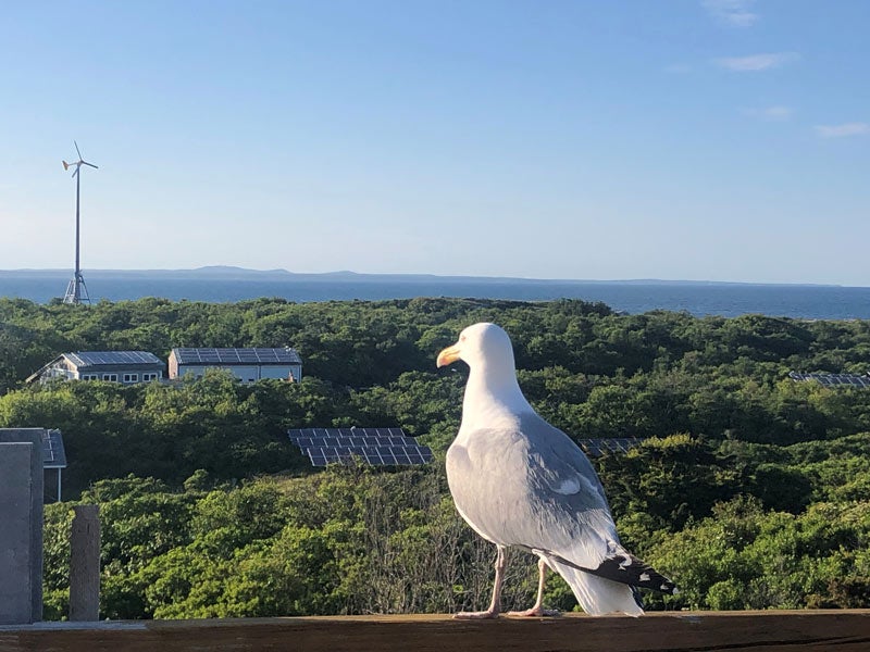 seagull looking over solar and wind setup