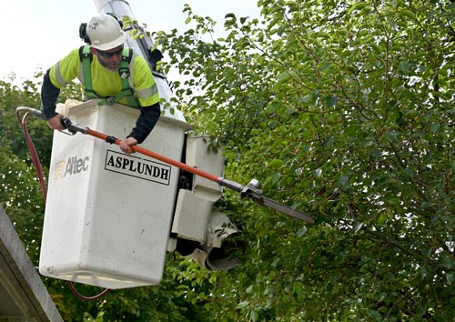 tree worker in cherry picker