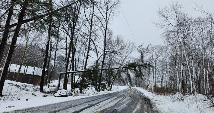 Tree Damage