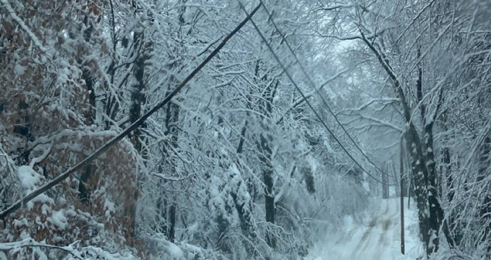 Trees heavy with snow on power lines