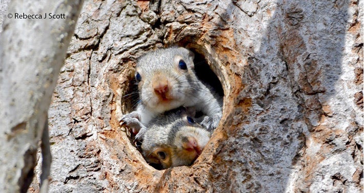 two squirrels peaking out of a hole in a tree photo copyright Rebecca J Scott