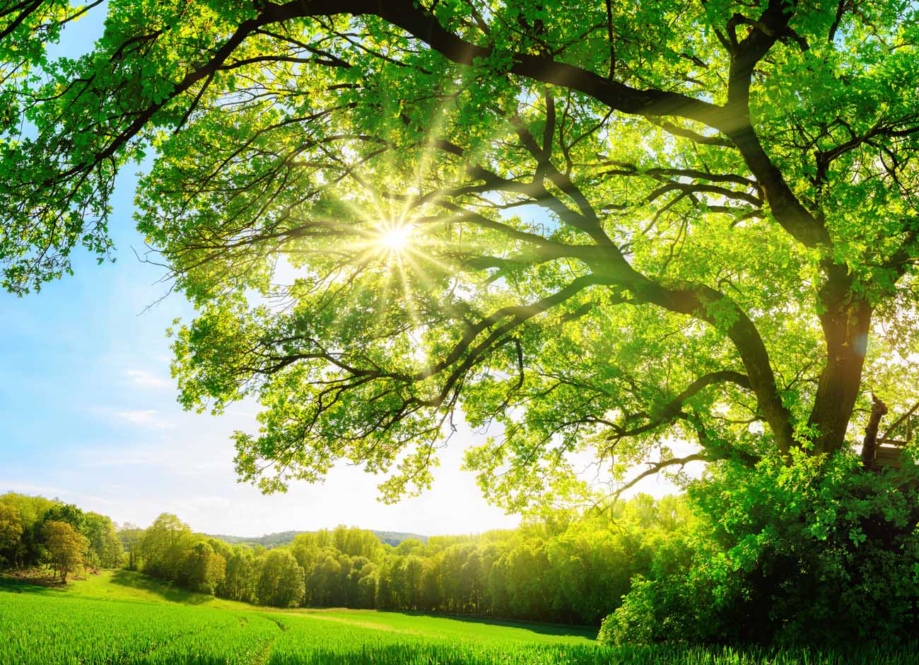 sun shining through large green tree with green fields in background
