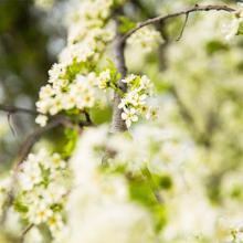 close up of flowering tree branch