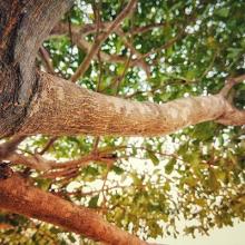 view of tree trunk and branches above