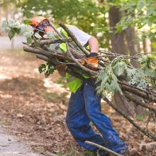 utility worker hauling away tree branches