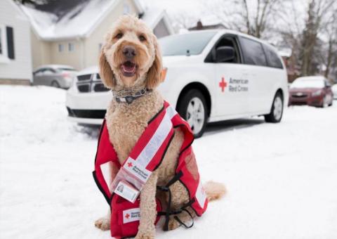 dog sits in snow with Red Cross emergency vest on