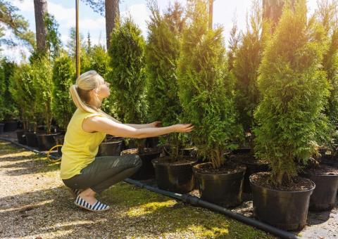 woman picking out tree at nursery