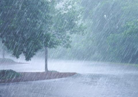 tree on a street corner with heavy down pour