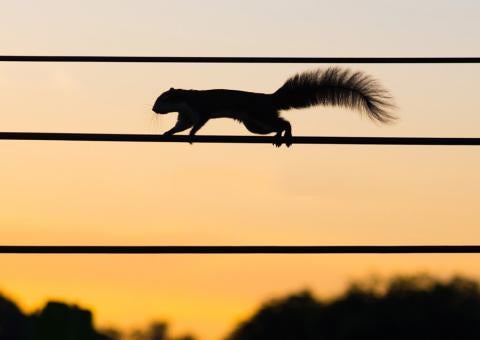 squirrel on electric wire against sunset sky