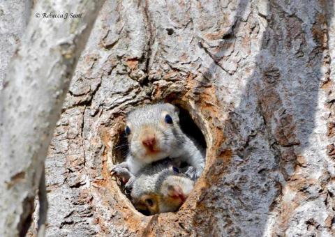 two squirrels peaking out of a hole in a tree photo Copyright Rebecca J Scott