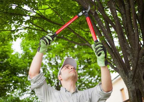 man trimming tree limb