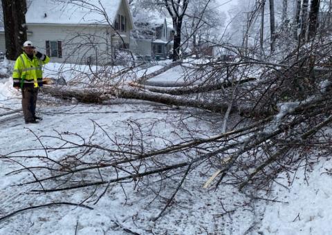 tree down storm damage