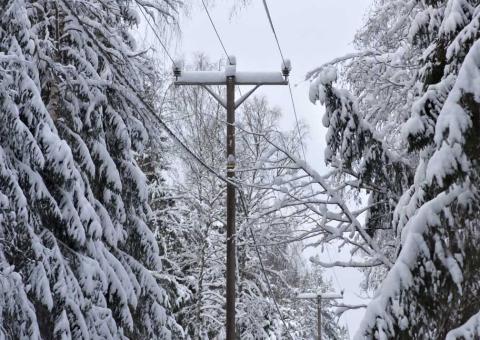 snow covers powerlines running through a forest clearing