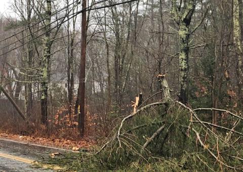 fallen tree covers road with downed power lines