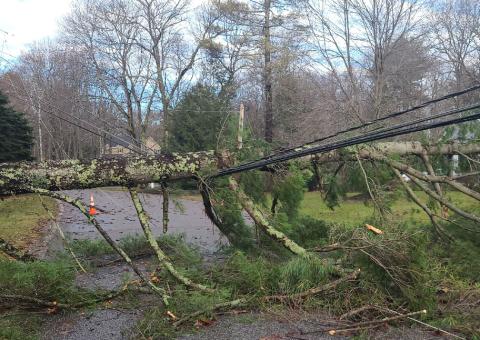 fallen tree covers road with downed power lines